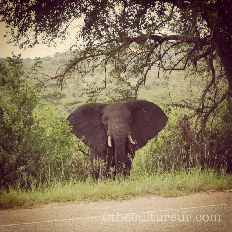 Dumbo, the Flying Elephant in Uganda