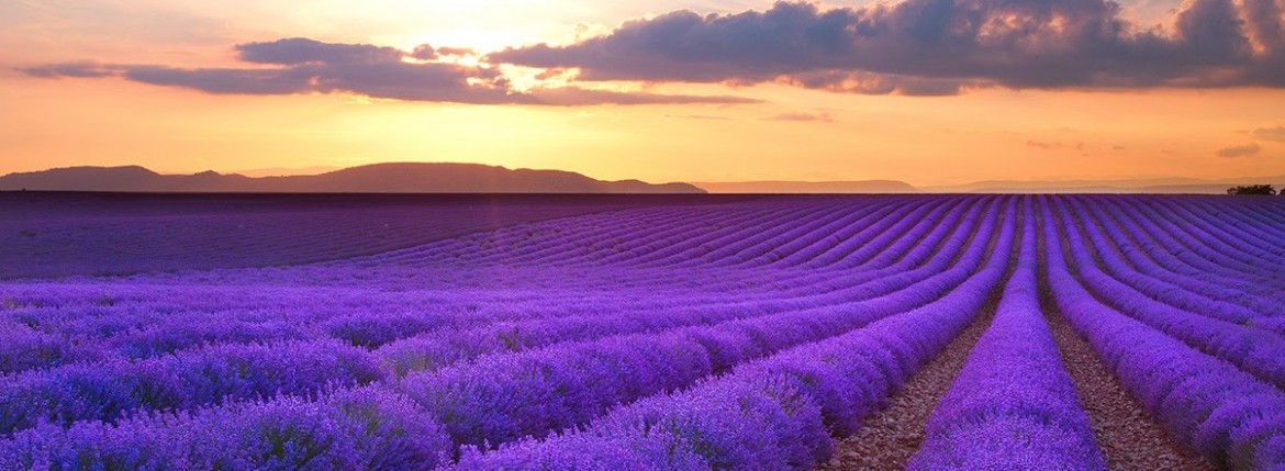 provence lavender francophile luxury gift guide